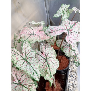 บอนสีนำเข้าCaladium Splash of Wine