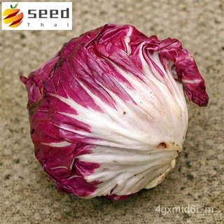 (ผู้ค้าส่งเมล็ดพันธุ์) พร้อมส่ง ❗ เมล็ดพันธุ์แท้ OP แท้ 100 % แรดิชิโอ - Radicchio Palla Rosa ตระกูลผักกาด คล้ายหัวกะหล่