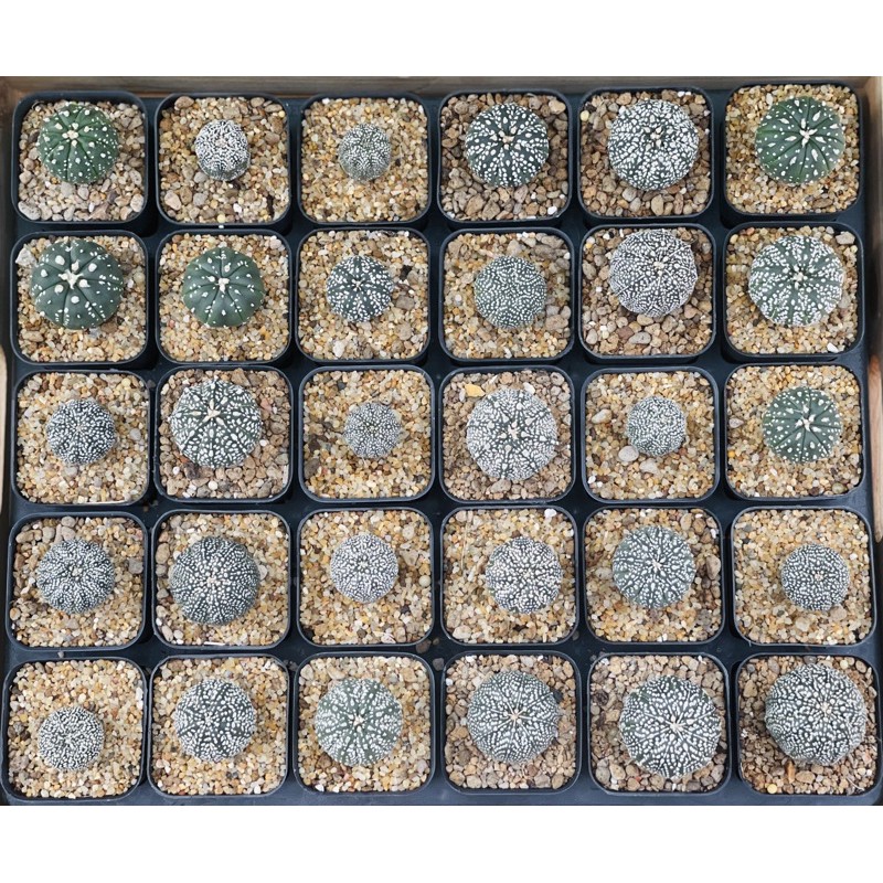 แอสโตรไฟตัม-แอสโตร-แอสโตรไฟรตัม-astrophytum