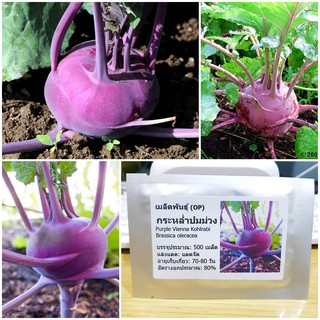 เมล็ดพันธุ์ กระหล่ำปมสีม่วง (Purple Vienna Kohlrabi Seed) บรรจุ เมล็ด คุณภาพดี ราคาถู50 เมล็ด (ไม่ใช่พืชที่มีชีวิต)