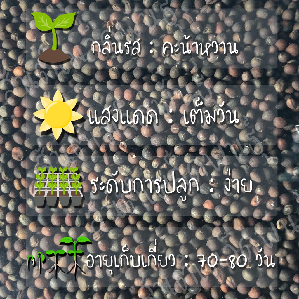 ภาพหน้าปกสินค้าเมล็ดพันธุ์ คะน้าเคล ลาชินาโต 400 เมล็ด Lacinato Kale Seed เมล็ดพันธุ์แท้100% นำเข้าจากต่างประเทศ ปลูกผักสวนครัว ประหยัด จากร้าน santi_seeds บน Shopee