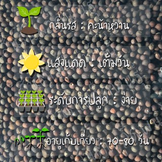 ภาพขนาดย่อของภาพหน้าปกสินค้าเมล็ดพันธุ์ คะน้าเคล ลาชินาโต 400 เมล็ด Lacinato Kale Seed เมล็ดพันธุ์แท้100% นำเข้าจากต่างประเทศ ปลูกผักสวนครัว ประหยัด จากร้าน santi_seeds บน Shopee