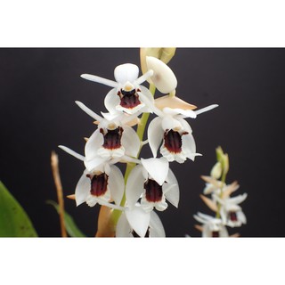 กล้วยไม้เอื้องเทียน Coelogyne pulchella 1 ต้น