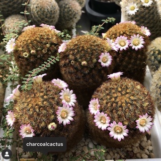 🌸🌸Mammillaria carmenae ตัวดอกสวย💖🌸🌸🌸 ขนส้ม ดอกสีชมพู🌺Size3.5cm+