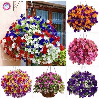 เมล็ดพันธุ์ ดอกพิทูเนีย คละสี (Petunia) 1000 เมล็ด ปลูกง่าย ปลูกได้ทั่วไทย