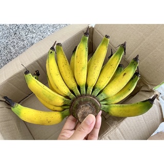 สินค้า 🌟#กล้วยเล็บมือนางปลอดสาร…👵🏻สวนอาม่าอัมพวา👵🏻 ✨✨✨ 🍌กล้วยเล็บมือนางอัมพวา🍌