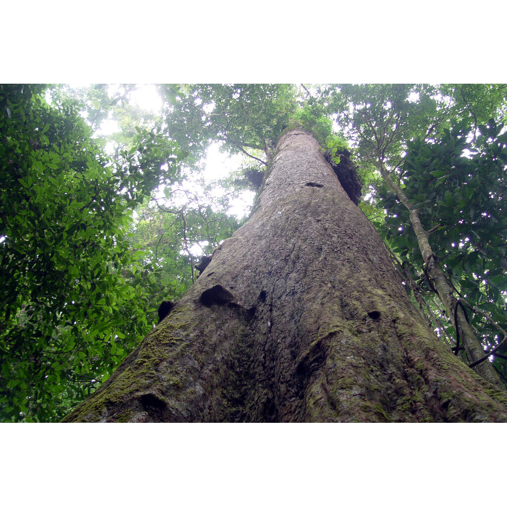 ต้นพยุง-พยุง-ต้นไม้-ไม้ยืนต้น-ไม้มีค่า-เงินออมในต้นไม้-ไม้สะสมมูลค่าป่าไม่เศรษฐกิจ-เพื่อการออมการลงทุน