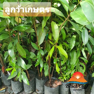 ต้นลูกหว้าเกษตร ลูกหว้า blackcliffgarden สวนผลไม้ ไม้ผล