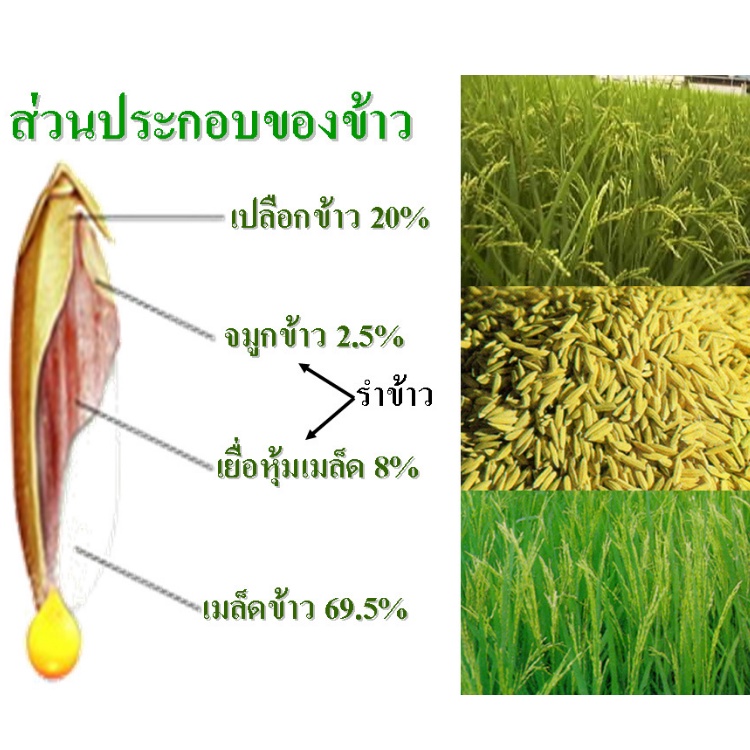 โอรีซา-อี-กิฟฟารีน-oryza-e-giffarine-น้ำมันรำข้าว-จมูกข้าว-ลดคลอเลสเตอรอล-บำรุงผิว-บำรุง่รางกาย-บำรุงสมอง-ปัญหาโรคหัวใจ