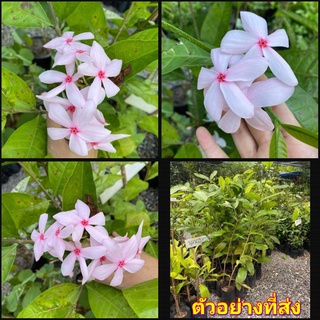 (1ต้น)(60-80cm)(vาย ต้นพันธุ์) ดอก ต้น พุดพวงดวงใจ ต้นพุดพวงดวงใจ สี ชมพู ณฐมน