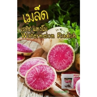 เมล็ดพันธุ์ เรดิช แตงโม 20 เมล็ด 10บาท Watermelon Radish เมล็ดพันธุ์แท้ นำเข้า50 เมล็ด (ไม่ใช่พืชที่มีชีวิต)