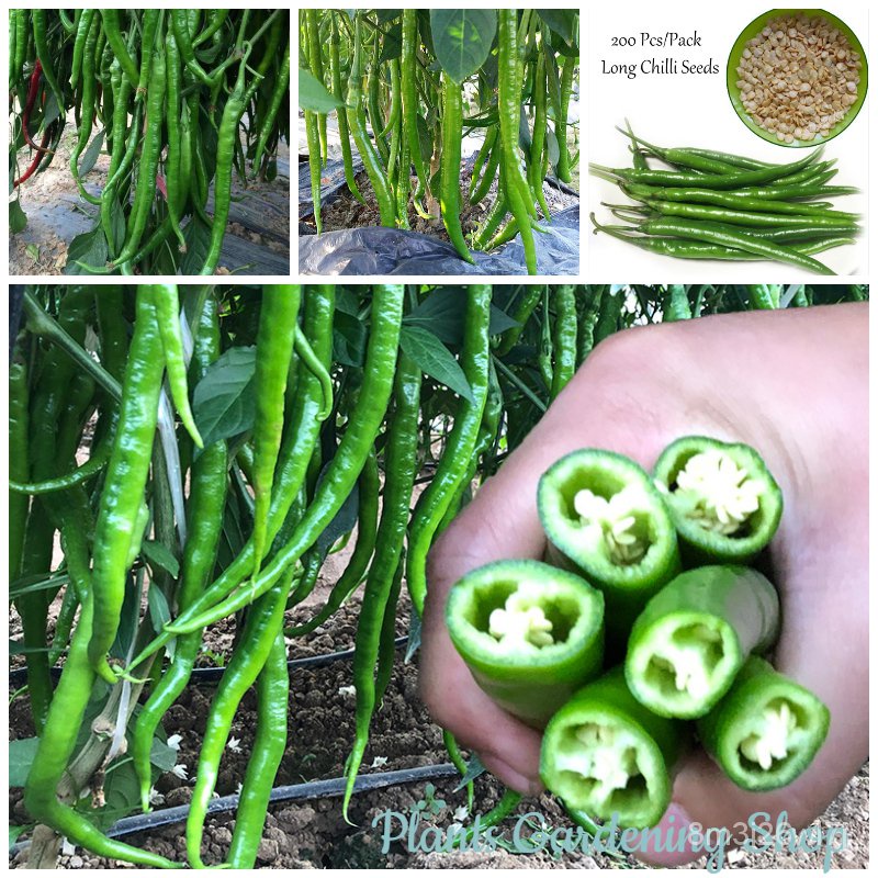 เมล็ดพันธุ์-ถูก-คละ-เมล็ดพันธุ์-พริกไทยเส้นยาว-long-chilli-seeds-บรรจุ-100-เมล็ด-เมล็ดพันธุ์ผัก-ผักออแกนิค-พันธุ์ผัก-เม