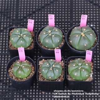 กระบองเพชร ยิมโน ฮอร์สติไอ Gymnocalycium horstii เลือกต้นได้ ไม้ชุด 2 สิงหาคม 65