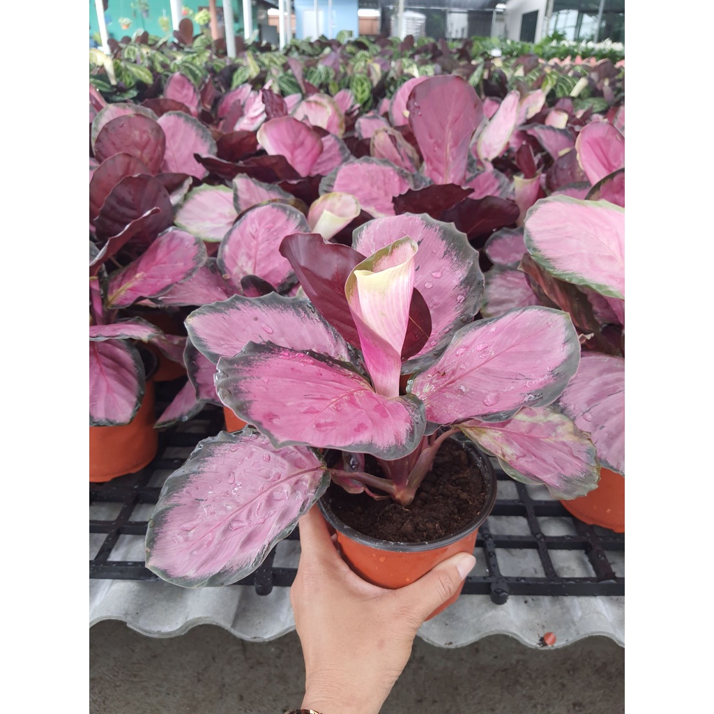 ต้น-คริมสัน-calathea-crimson-คล้ามีใบสีชมพู-กระถาง-5-นิ้ว-ไม้ฟอกอากาศ