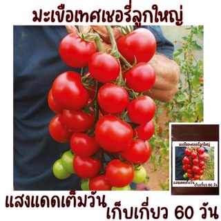 45 เมล็ด มะเขือเทศเชอรี่ลูกใหญ่ Large Red Cherry Tomato