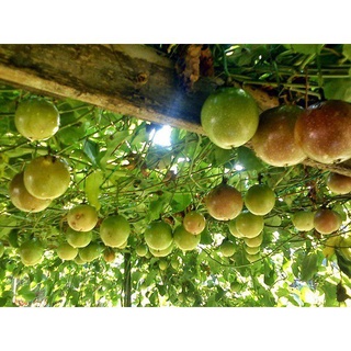 Anak Pokok Buah Markisa Passion Fruit Tree Mix Live Plant ผลไม้ต้นไม้玫瑰/种子/园艺/男装/内裤/苹果/儿童/花园/木瓜/帽子/ TOLV