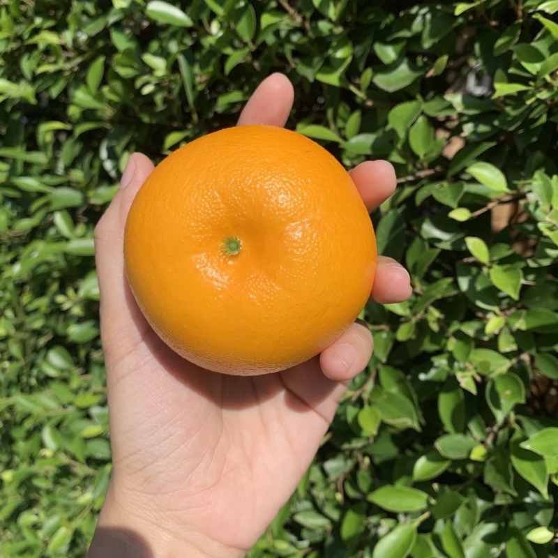 ส้มปลอมลูกละ49บาท-fruit-orange-ส้มปลอม-สัมซันควิก-ผลไม้ปลอม-ผลไม้ตกแต่ง-ตกแต่งร้าน-พร็อพถ่ายรูป