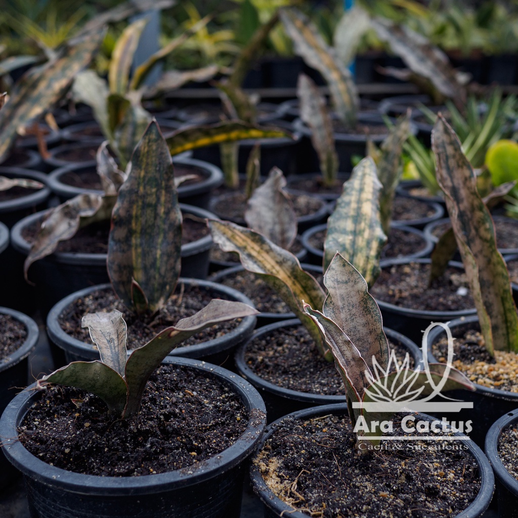 สวนขายเอง-ลิ้นมังกรใบสำริด-sansevieria-kerkii-coppertone-กระถาง-6-นิ้ว-ลิ้นมังกร-ไม้ฟอกอากาศ-ต้นไม้ประดับ-ไม้ในอาคาร