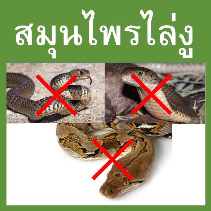ก้อนไล่งู-ป้องกันงู-สมุนไพรไล่งู-สมุนไพรงูเกลียด-วางป้องกันไม่ให้งูเข้าใกล้-ป้องกันไม่ให้งูเข้าบ้าน-งู-snakes-repellent