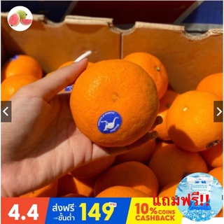 ภาพหน้าปกสินค้าguava top1ส้มแมนดาริน ออสเตรเลีย Mandarin Orange (1ลูก) (AUSTRALIA) ~ลดพิเศษ~ อร่อยที่สุด หวานมาก อมเปรี้ยว ส้มออสเตรเลี ที่เกี่ยวข้อง