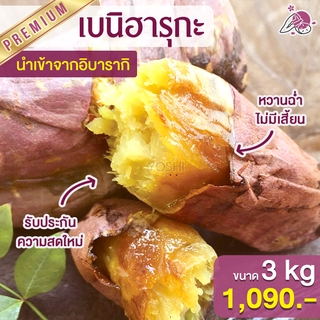 สินค้า ส่งฟรีมันหวานญี่ปุ่น เบนิฮารุกะ 3kg มันหวานญี่ปุ่นนำเข้า มันหวานญี่ปุ่นเบนนิฮารุกะ ปลูกที่ญี่ปุ่น 100%