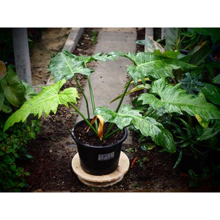 ฟิโลเดนดรอนลายเมฆพลูจีบ Philodendron