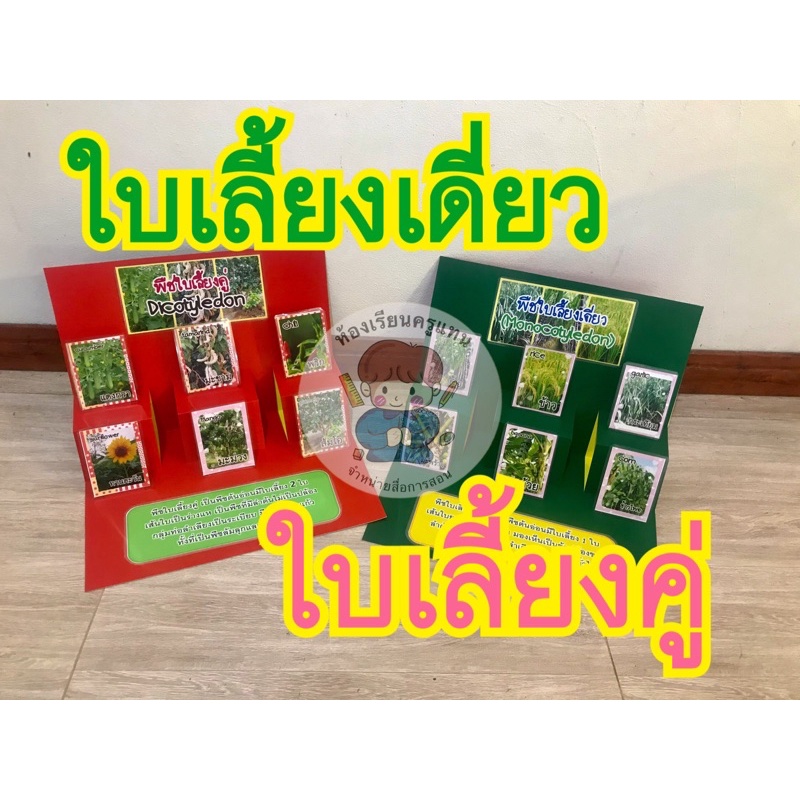 สื่อการสอน-ป๊อปอัฟพืชใบเลี้ยงเดี่ยว-พืชใบเลี้ยงคู่