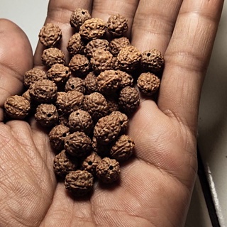 110 ชิ้น rudraksha mukhi 4 รู