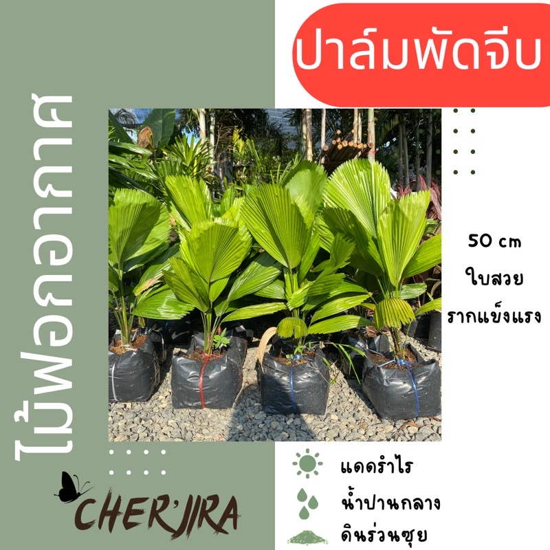 ต้นปาล์มพัดจีบ-ไม้ฟอกอากาศ-ส่งทั้งตุ้ม-ขนาด-50-cm-ทรงสวย-ฟอร์มดี