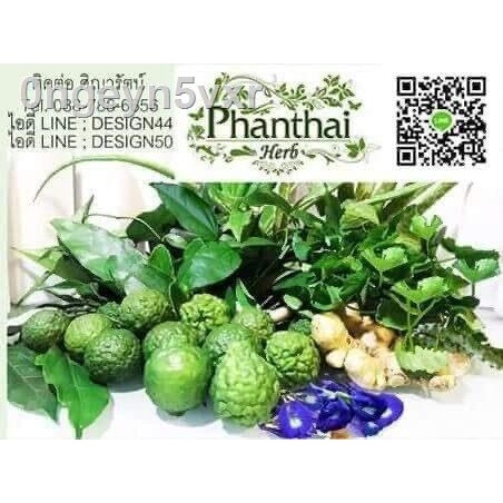 phanthai-herb-แชมพูแก้ผมร่วง-แชมพูแก้ผมมัน-แชมพูปลูกผม-แชมพูสมุนไพร-แชมพูเร่งผมยาว-ขนาดทดลอง-120-ml-ใช้-7-วันผมร่วงน้อย