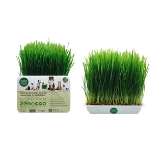 ภาพหน้าปกสินค้าSMART GRASS (Organic) ชุดปลูกข้าวสาลีอ่อน ปลอดสารพิษ 350 กรัม ที่เกี่ยวข้อง