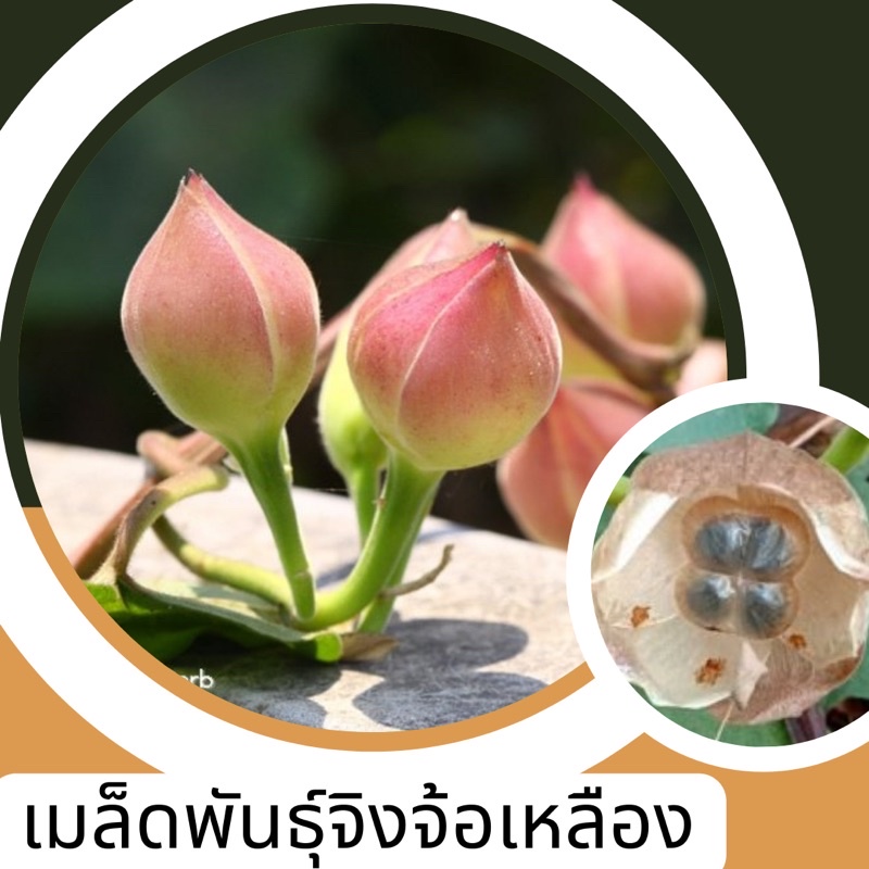 จิงจ้อเหลือง-5-เมล็ด-ขั้นต่ำ-สั่งสินค้าภายในร้าน30บาทขึ้นไปค่ะ