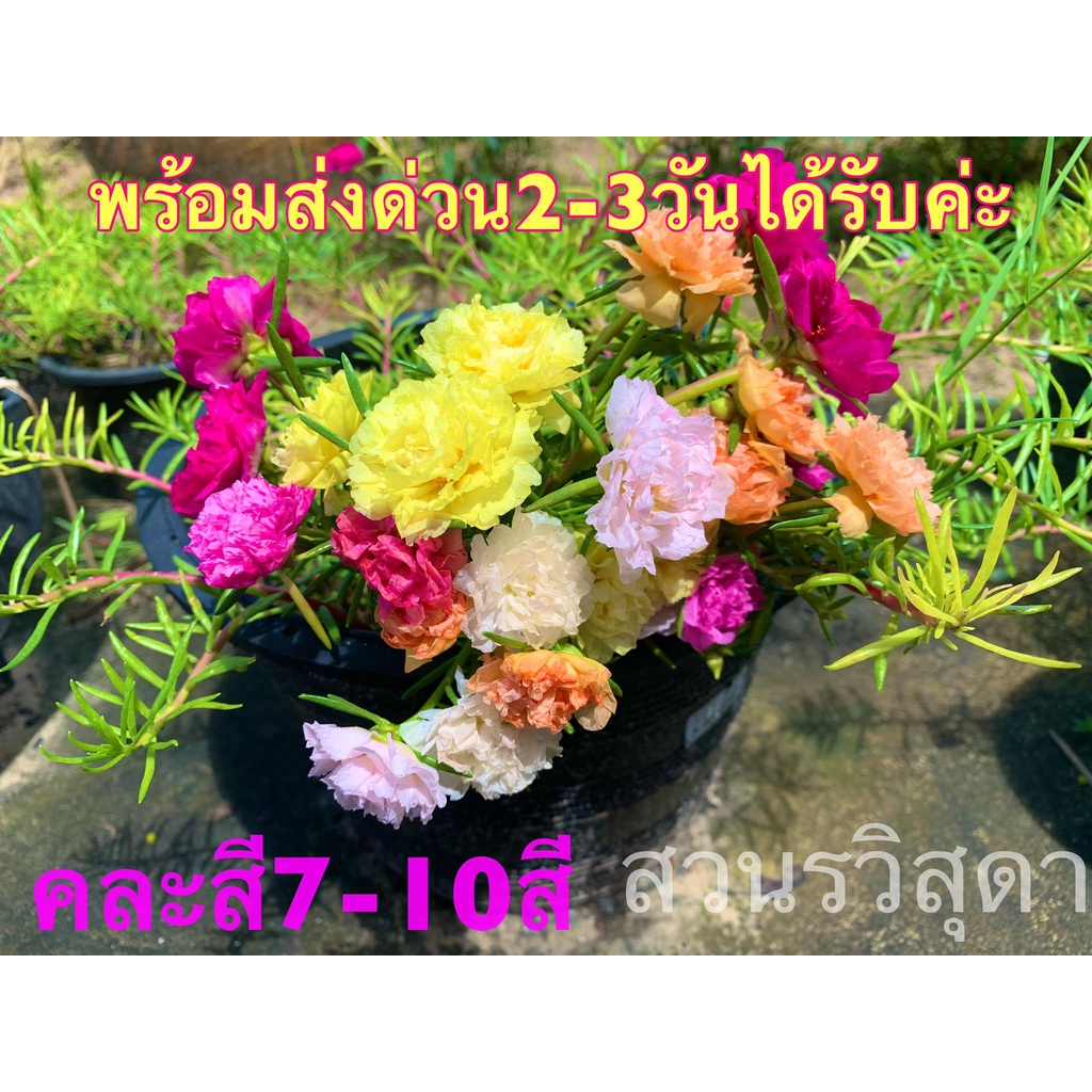 กิ่งแพรเซี่ยงไฮ้และกิ่งคุณนายตื่นสาย-คละสีสวยๆ-15-กิ่ง-ชุดละ-9บาท-สั่งขั้นต่ำ-2-ชุดนะคะ-พร้อมส่งทุกวันค่ะ