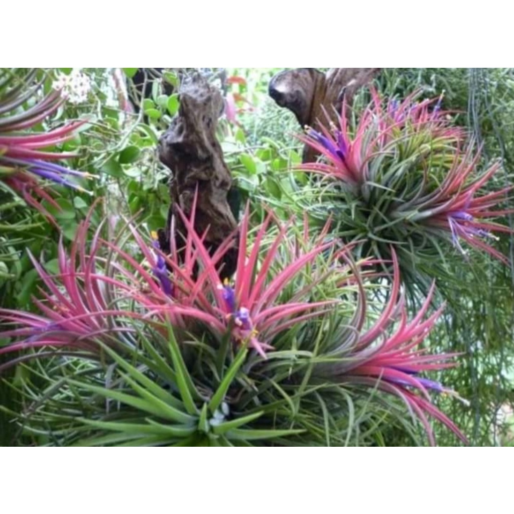 ขาย-ต้นพันธุ์-ต้น-ต้นทิลแลนด์เซีย-tillandsia-ทิลแลนด์เซีย-ตีนเป็ด-ต้นทิลแลนด์เซียตีนเป็ด-ทิลแลนเซีย-fadel