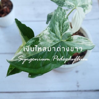 เงินไหลมาด่างขาว Syngonium podophyllum มีเก็บเงินปลายทาง