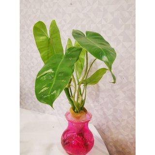 🌱🌱Philodendron ฟิโลเดนดรอน เขียวมรกต🌿