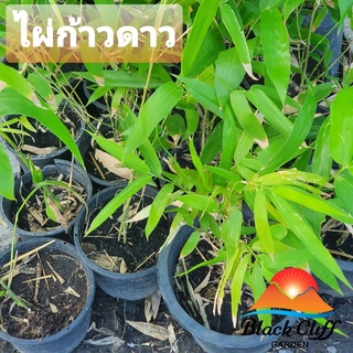 ไผ่ก้าวดาว ไผ่มงคล bamboo blackcliffgarden ไม้ไผ่ ไม้มงคล ลำต้นตรง เป็นร่มเงากันแสงตามธรรมรชาติ