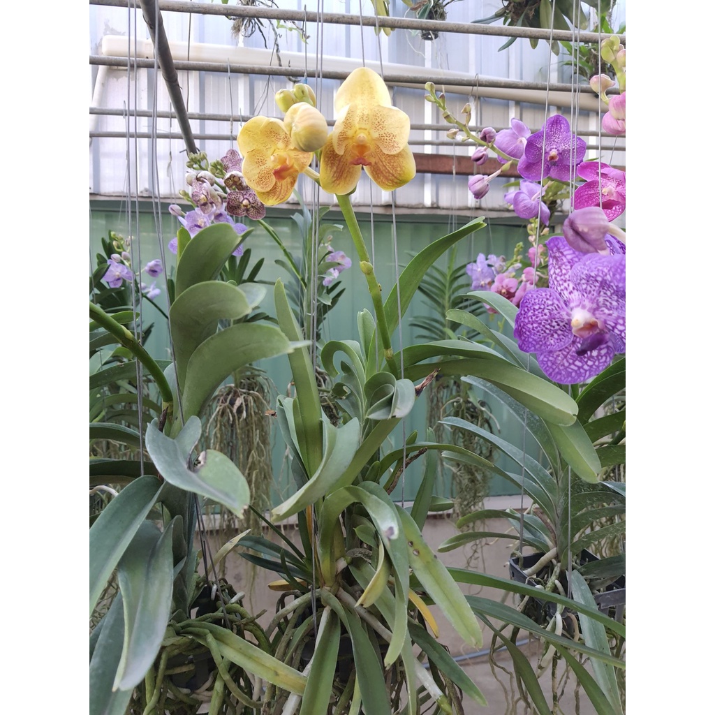 vanda-กล้วยไม้แวนด้า-สีเหลือง-ทูโทน-ดอกใหญ่-สวยงาม-ต้นสวยงาม-ส่งสินค้า-ต้นติดดอกแล้ว