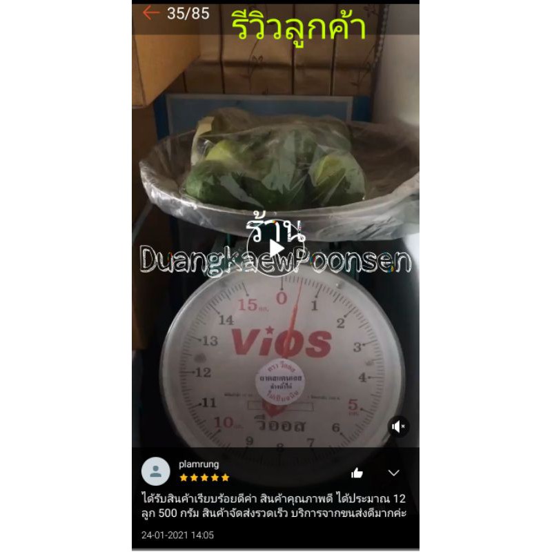 มะนาวแป้นเพชรบุรี-ถูกที่สุด-ลูกเขียวคัดใหญ่20ลูก1กิโลกรัม