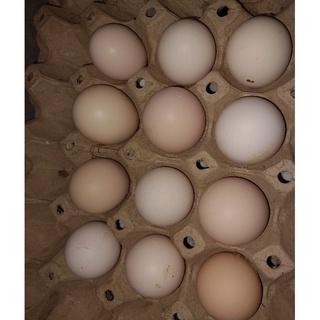 ราคาไข่เชื้อไก่ดำภูภานสอง   ไข่ไก่สำหรับฟักและแม่ไก่กก