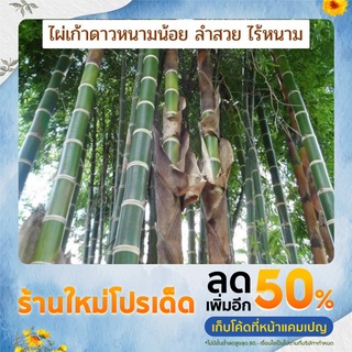 ไผ่เก้าดาวหนามน้อย ของเเท้ 100% Guadua angustifolia Kunth less thorny