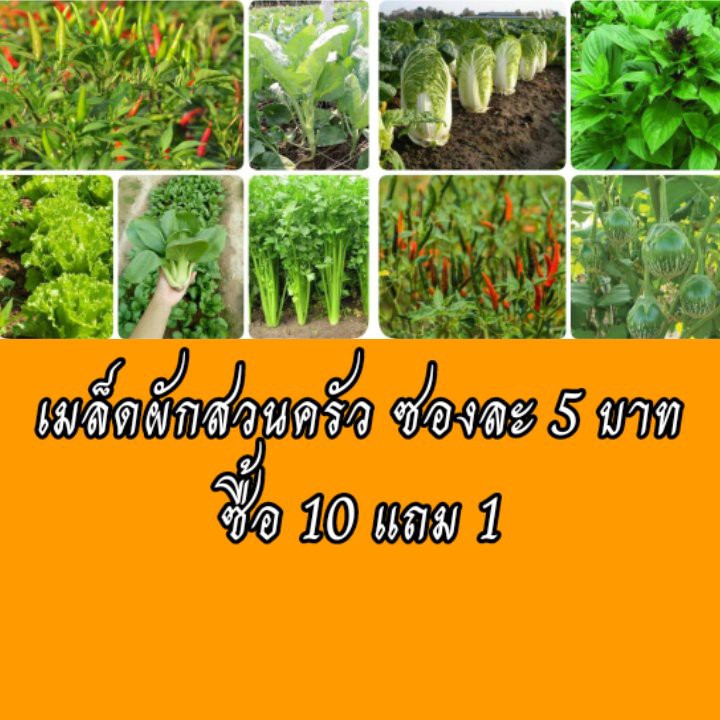 ภาพหน้าปกสินค้าเมล็ดพันธุ์ผัก เมล็ดผักสวนครัว 10แถม1 ปลูกง่ายโตไว เมล็ดผักใหม่ ราคา5บาท