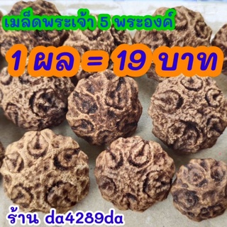 เมล็ดพระเจ้าห้าพระองค์ ผลละ 19 บาท (สั่งซื้อ 10 ผล แถม 2 ผล)  Dracontomelon dao(Blanco) Merr.&Rolfe