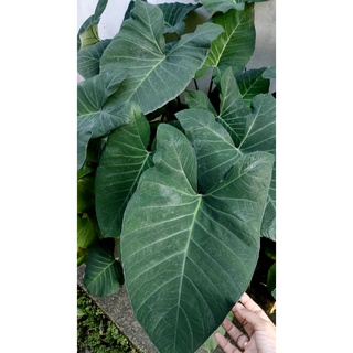 Colocasia Sp. ทูนก้านดำ ทูนดำ ออดิบ ใบเขียวมรกต เงาวาว ซื้อ 5 แถม 1 ต้น