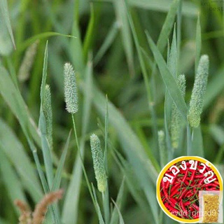 เมล็ดอวบอ้วน100%เมล็ดพันธุ์ หญ้าทิมโมธี (Timothy Grass) บรรจุ 50 เมล็ด เหมาะกับสัตว์ฟันแทะเช่น กระต่าย แกสบี้ เควี่ ชินเ