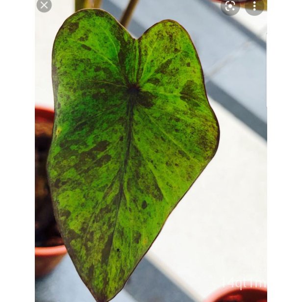 colocasia-black-magic-variegated-fresh-cut-3-pokok-bmv-seeds-zgwq