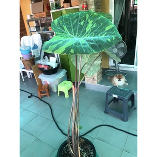 ต้นบอนเลม่อนไลม์ไซร้ต้นแม่ติดไหลพร้อมต้นลูกcolocasia lemon lime geckoจัดส่วพร้อมกระถาง