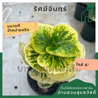 ต้นโกสน รัศมีจันทร์ พร้อมกระถาง 6 นิ้ว