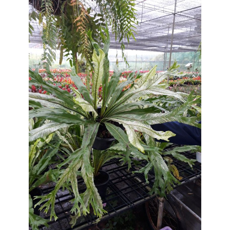 เฟิร์นข้าหลวงด่างญี่ปุ่น-asplenium-antiquum-makino-cv-japan-variegated