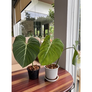 Philodendron Glorisum ฟิโล กอริก้านแบน